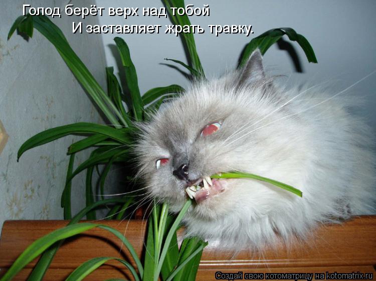 Голод берёт верх над тобой И заставляет жрать травку.... Котоматрица: Голод берёт верх над тобой И заставляет жрать травку.