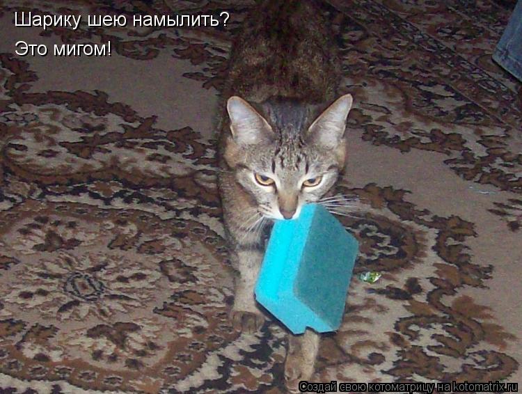 Шарику шею намылить? Это мигом!... Котоматрица: Шарику шею намылить? Это мигом!