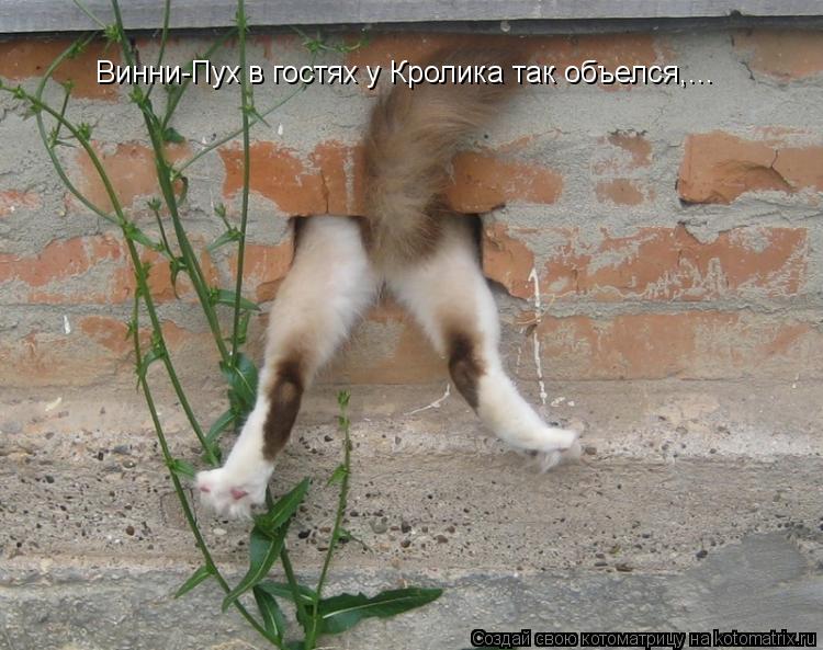 Винни-Пух в гостях у Кролика так объелся,...... Котоматрица: Винни-Пух в гостях у Кролика так объелся,...