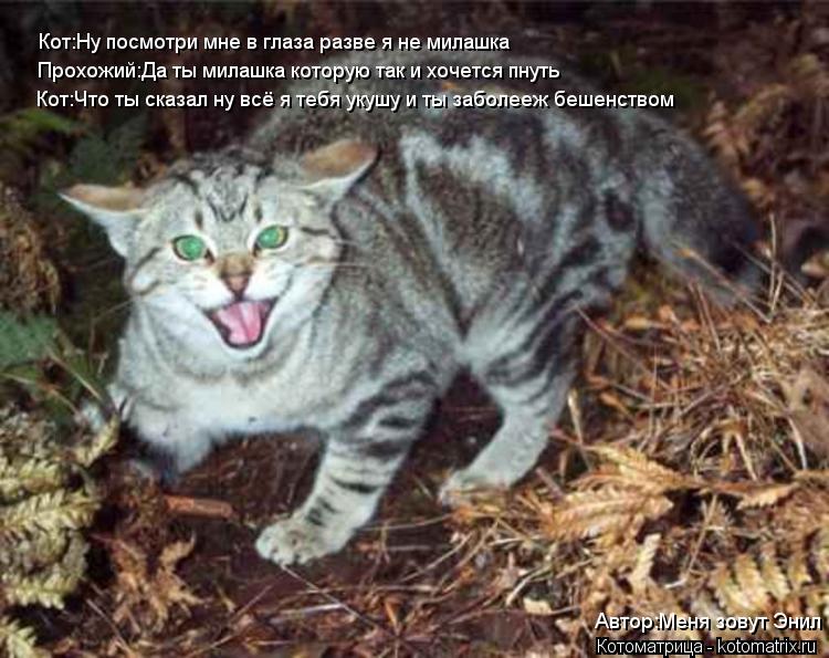 Кот:Ну посмотри мне в глаза разве я не милашка Прохожий:Да ты милашка которую так и хочется пнуть Кот... Котоматрица: Кот:Ну посмотри мне в глаза разве я не милашка Прохожий:Да ты милашка которую так и хочется пнуть Кот:Что ты сказал ну всё я тебя укушу и ты з
