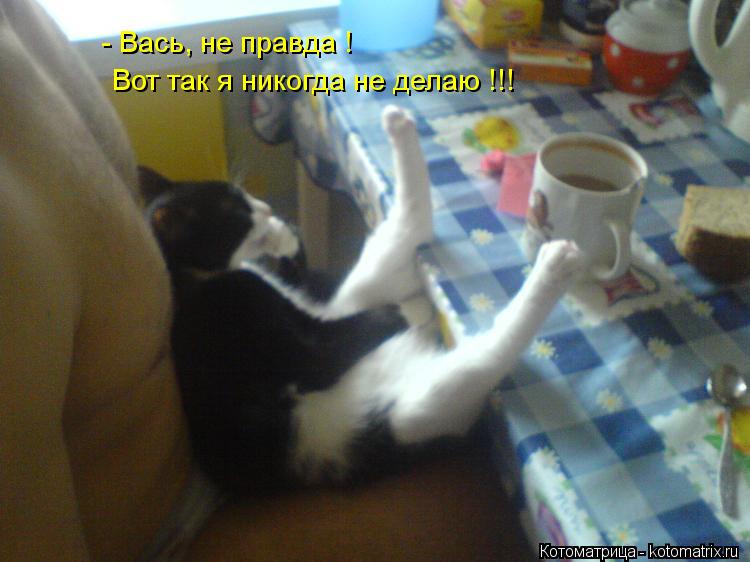 - Вась, не правда ! Вот так я никогда не делаю !!!... Котоматрица: - Вась, не правда ! Вот так я никогда не делаю !!!