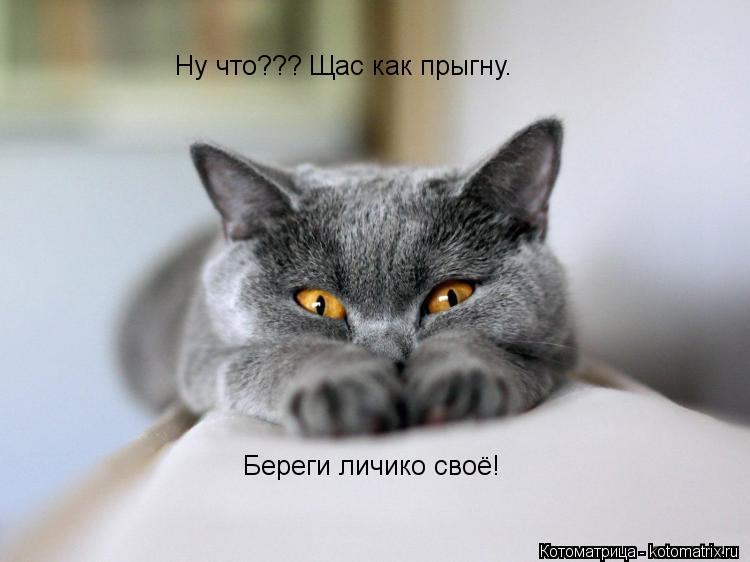 Ну что??? Щас как прыгну. Береги личико своё!... Котоматрица: Ну что??? Щас как прыгну. Береги личико своё!