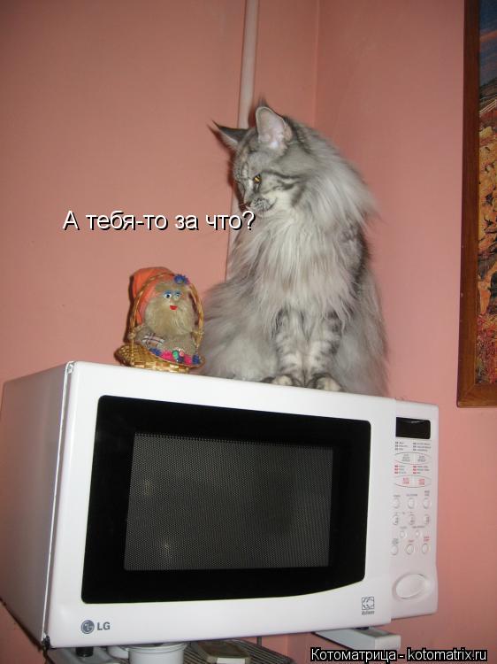 А тебя-то за что?... Котоматрица: А тебя-то за что?