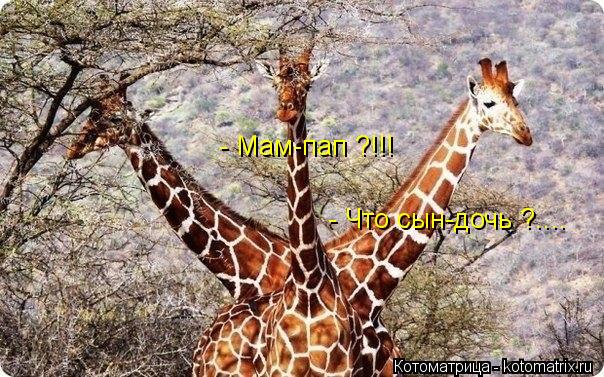 - Мам-пап ?!!! - Что сын-дочь ?....... Котоматрица: - Мам-пап ?!!! - Что сын-дочь ?....
