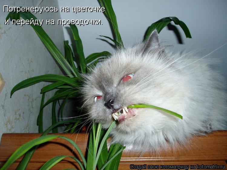 Потренеруюсь на цветочке и перейду на проводочки.... Котоматрица: Потренеруюсь на цветочке и перейду на проводочки.