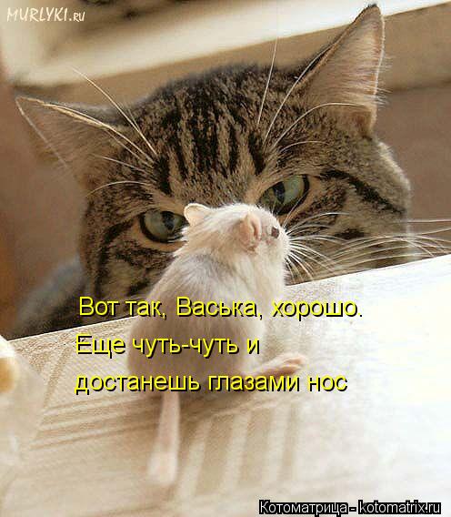 Вот так, Васька, хорошо. Еще чуть-чуть и достанешь глазами нос... Котоматрица: Вот так, Васька, хорошо. Еще чуть-чуть и достанешь глазами нос