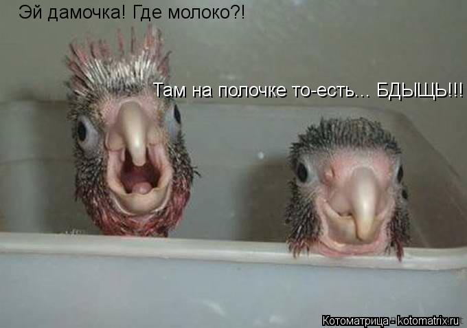 Эй дамочка! Где молоко?! Там на полочке то-есть... БДЫЩЬ!!!... Котоматрица: Эй дамочка! Где молоко?! Там на полочке то-есть... БДЫЩЬ!!!