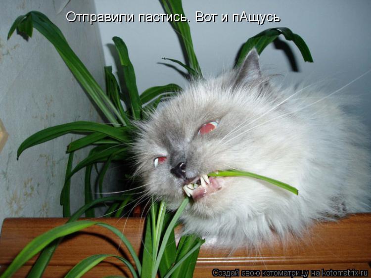 Отправили пастись. Вот и пАщусь... Котоматрица: Отправили пастись. Вот и пАщусь