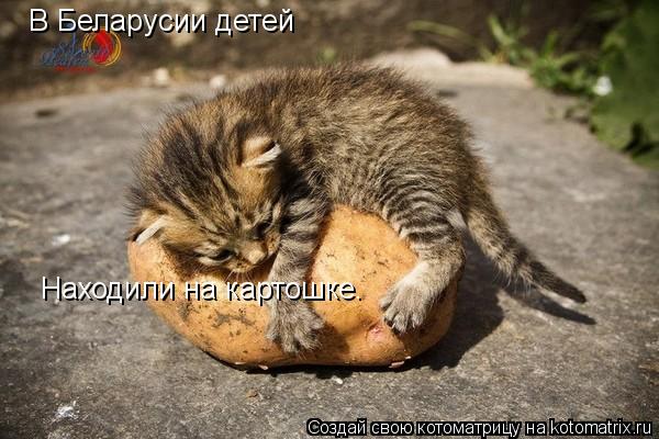 В Беларусии детей Находили на картошке.... Котоматрица: В Беларусии детей Находили на картошке.