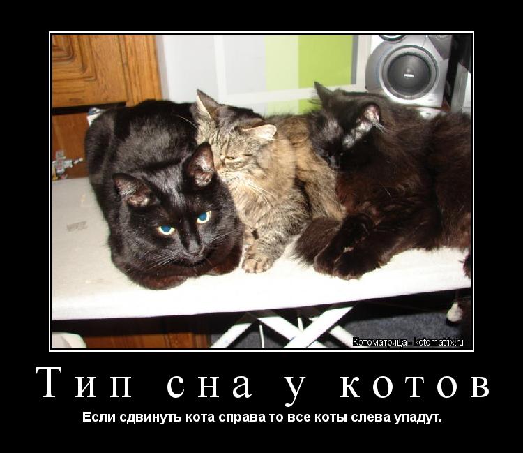 Тип сна у котов Если сдвинуть кота справа то все коты слева упадут.... Котоматрица: Тип сна у котов Если сдвинуть кота справа то все коты слева упадут.