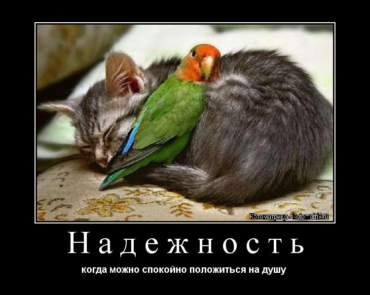 Надежность когда можно спокойно положиться на душу ... Котоматрица: Надежность когда можно спокойно положиться на душу