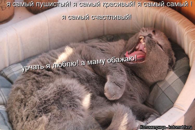 я самый пушистый! я самый красивый! я самый самый ! я самый счастливый! урчать я люблю! а маму обажаю... Котоматрица: я самый пушистый! я самый красивый! я самый самый ! я самый счастливый! урчать я люблю! а маму обажаю!