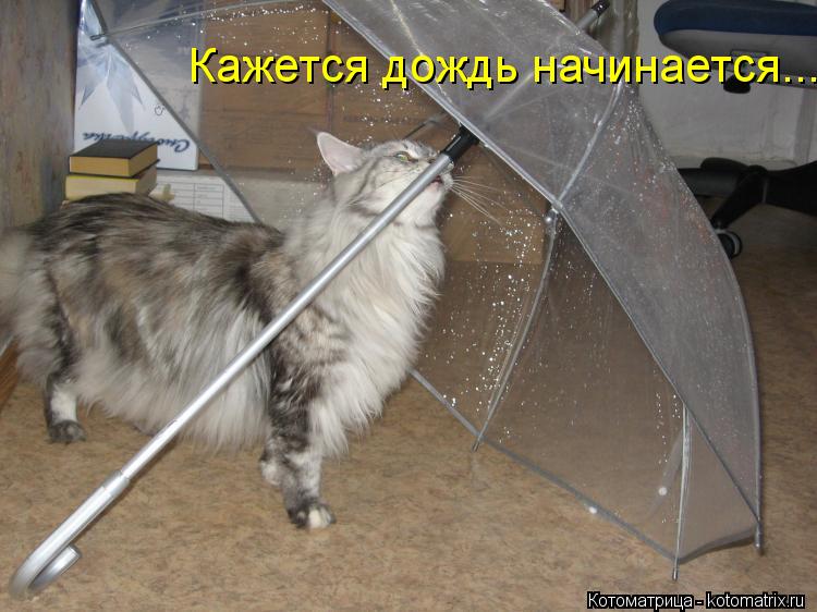 Кажется дождь начинается...... Котоматрица: Кажется дождь начинается...