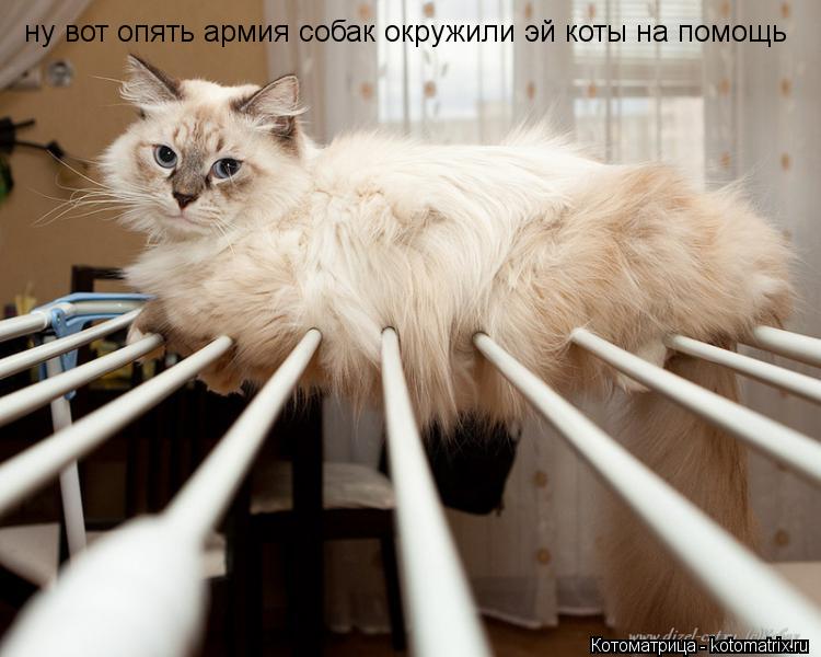 ну вот опять армия собак окружили эй коты на помощь... Котоматрица: ну вот опять армия собак окружили эй коты на помощь