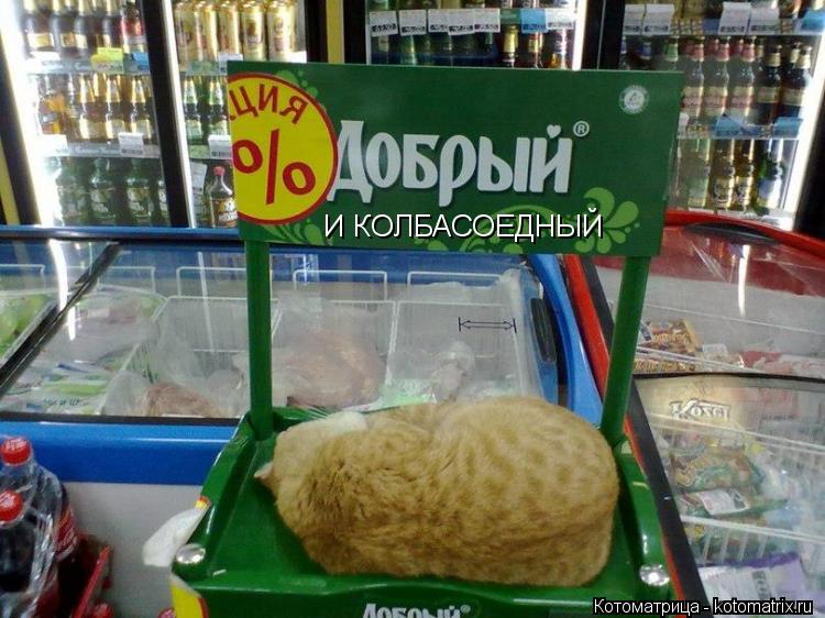 И КОЛБАСОЕДНЫЙ... Котоматрица: И КОЛБАСОЕДНЫЙ