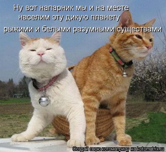 Ну вот напарник мы и на месте рыжими и белыми разумными существами населим эту дикую планету... Котоматрица: Ну вот напарник мы и на месте рыжими и белыми разумными существами населим эту дикую планету