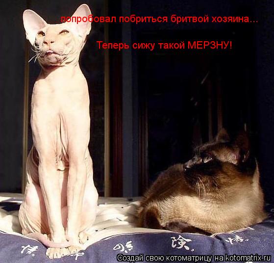попробовал побриться бритвой хозяина... Теперь сижу такой МЕРЗНУ!... Котоматрица: попробовал побриться бритвой хозяина... Теперь сижу такой МЕРЗНУ!