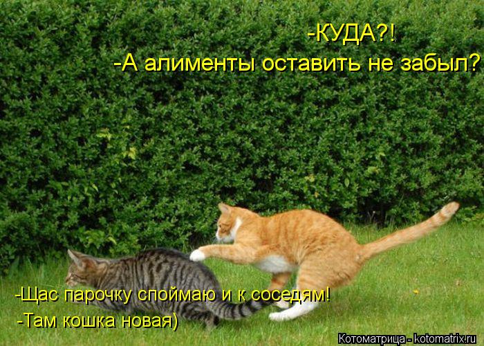-КУДА?! -А алименты оставить не забыл? -Щас парочку споймаю и к соседям! -Там кошка новая)... Котоматрица: -КУДА?! -А алименты оставить не забыл? -Щас парочку споймаю и к соседям! -Там кошка новая)