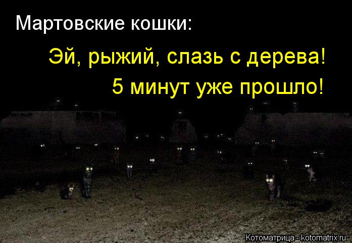 Мартовские кошки: Эй, рыжий, слазь с дерева! 5 минут уже прошло!... Котоматрица: Мартовские кошки: Эй, рыжий, слазь с дерева! 5 минут уже прошло!