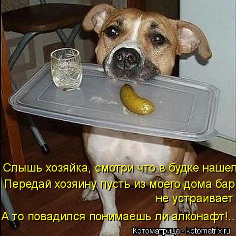 Передай хозяину пусть из моего дома бар не устраивает Слышь хозяйка, смотри что в будке нашел А то п... Котоматрица: Передай хозяину пусть из моего дома бар не устраивает Слышь хозяйка, смотри что в будке нашел А то повадился понимаешь ли алконафт!...