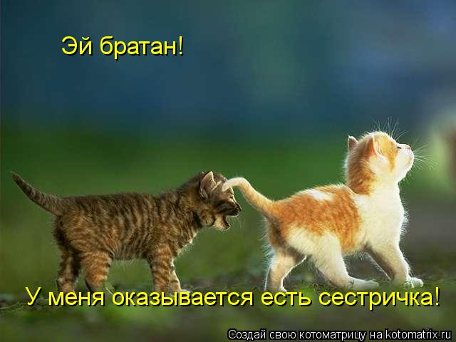 Эй братан! У меня оказывается есть сестричка!... Котоматрица: Эй братан! У меня оказывается есть сестричка!