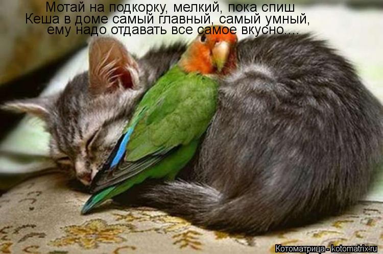 Мотай на подкорку, мелкий, пока спиш Кеша в доме самый главный, самый умный, ему надо отдавать все са... Котоматрица: Мотай на подкорку, мелкий, пока спиш Кеша в доме самый главный, самый умный, ему надо отдавать все самое вкусно....