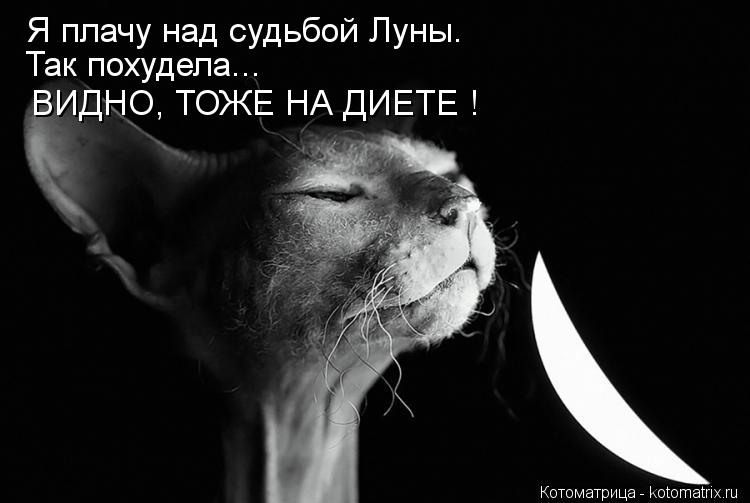 Я плачу над судьбой Луны. Так похудела... ВИДНО, ТОЖЕ НА ДИЕТЕ !... Котоматрица: Я плачу над судьбой Луны. Так похудела... ВИДНО, ТОЖЕ НА ДИЕТЕ !