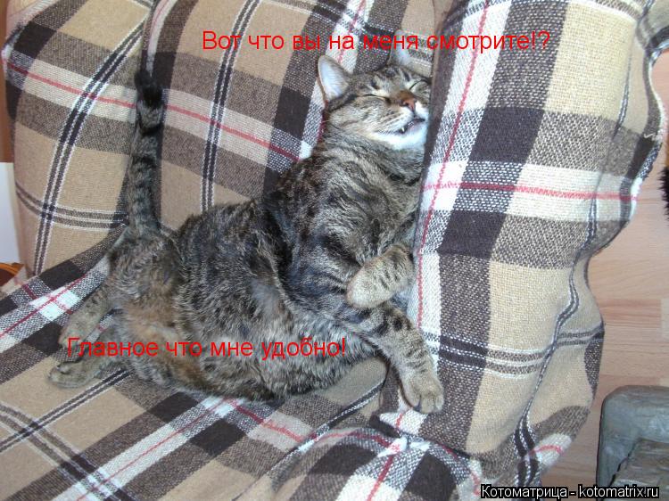 Вот что вы на меня смотрите!? Главное что мне удобно!... Котоматрица: Вот что вы на меня смотрите!? Главное что мне удобно!