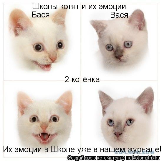 Школы котят и их эмоции. 2 котёнка Вася Бася Их эмоции в Школе уже в нашем журнале!... Котоматрица: Школы котят и их эмоции. 2 котёнка Вася Бася Их эмоции в Школе уже в нашем журнале!