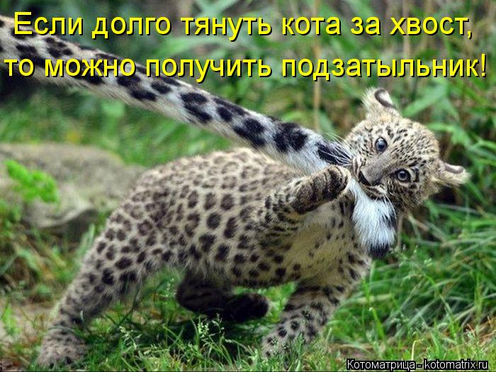 http://kotomatrix.ru/images/lolz/2013/05/12/kotomatritsa_Kv.jpg