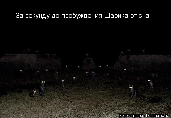 За секунду до пробуждения Шарика от сна... Котоматрица: За секунду до пробуждения Шарика от сна