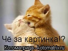 Чё за картинка!?... Котоматрица: Чё за картинка!?