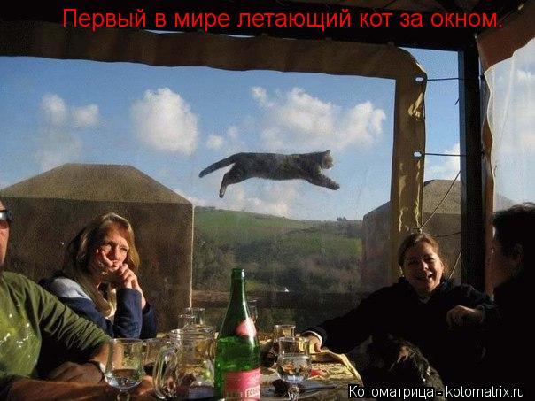 Первый в мире летающий кот за окном.... Котоматрица: Первый в мире летающий кот за окном.