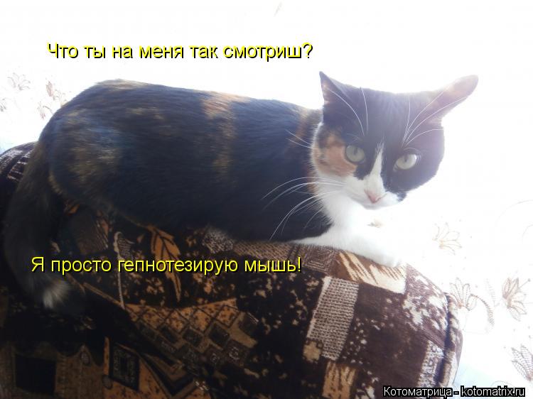 Что ты на меня так смотриш? Я просто гепнотезирую мышь!... Котоматрица: Что ты на меня так смотриш? Я просто гепнотезирую мышь!