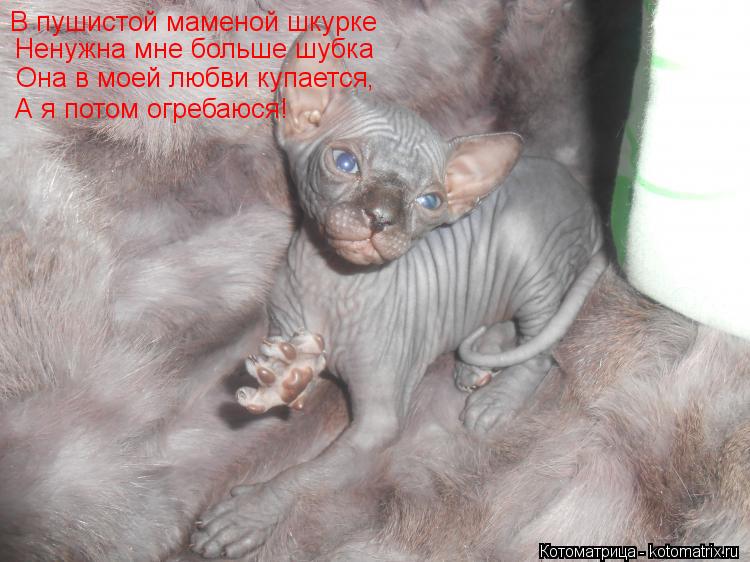 В пушистой маменой шкурке Ненужна мне больше шубка Она в моей любви купается А я потом огребаюся! ,... Котоматрица: В пушистой маменой шкурке Ненужна мне больше шубка Она в моей любви купается А я потом огребаюся! ,