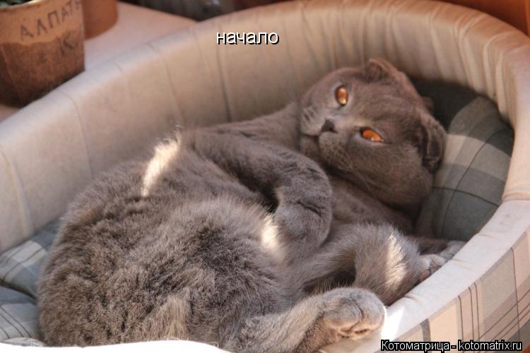 начало... Котоматрица: начало