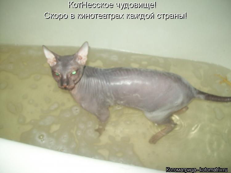 КотНесское чудовище! Скоро в кинотеатрах каждой страны!... Котоматрица: КотНесское чудовище! Скоро в кинотеатрах каждой страны!
