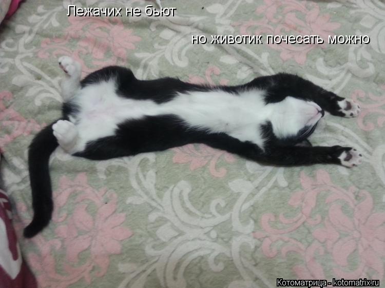 Лежачих не бьют но животик почесать можно... Котоматрица: Лежачих не бьют но животик почесать можно
