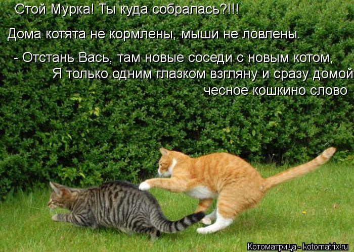 Стой Мурка! Ты куда собралась?!!! Дома котята не кормлены, мыши не ловлены. - Отстань Вась, там новые... Котоматрица: Стой Мурка! Ты куда собралась?!!! Дома котята не кормлены, мыши не ловлены. - Отстань Вась, там новые соседи с новым котом, Я только одним глазк