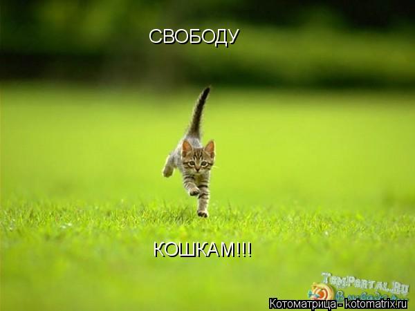 СВОБОДУ КОШКАМ!!!... Котоматрица: СВОБОДУ КОШКАМ!!!