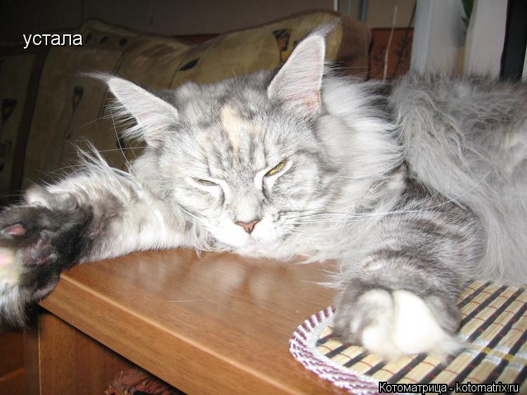 устала... Котоматрица: устала