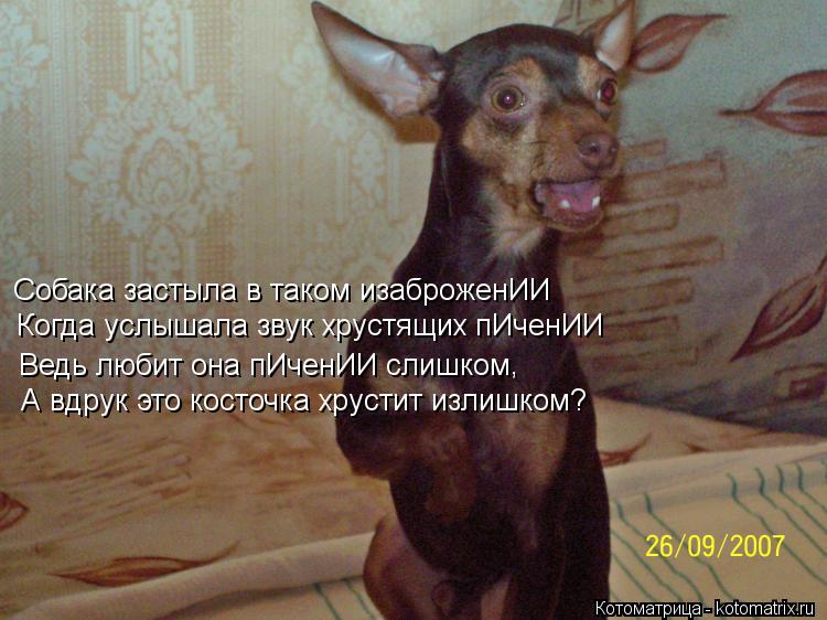 Собака застыла в таком изаброженИИ Когда услышала звук хрустящих пИченИИ Ведь любит она пИченИИ слишк... Котоматрица: Собака застыла в таком изаброженИИ Когда услышала звук хрустящих пИченИИ Ведь любит она пИченИИ слишком А вдрук это косточка хрустит изли