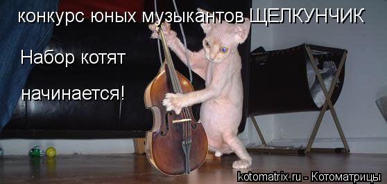 конкурс юных музыкантов ЩЕЛКУНЧИК Набор котят начинается!... Котоматрица: конкурс юных музыкантов ЩЕЛКУНЧИК Набор котят начинается!