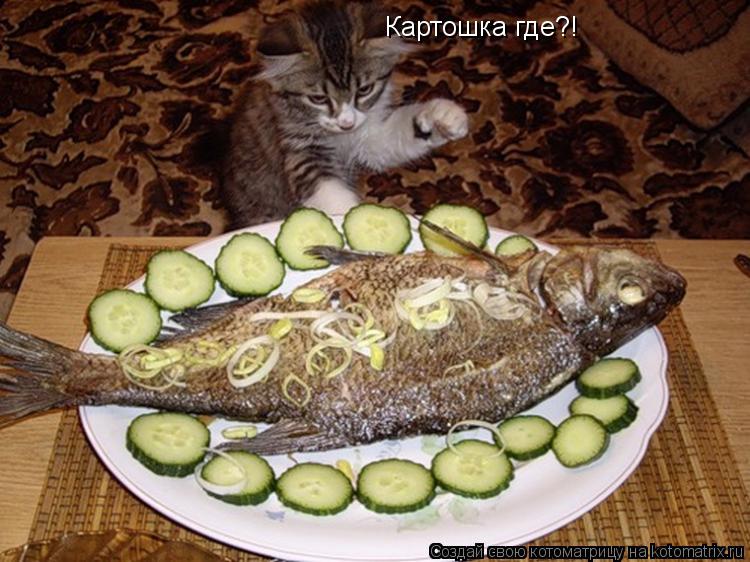 Картошка где?!... Котоматрица: Картошка где?!