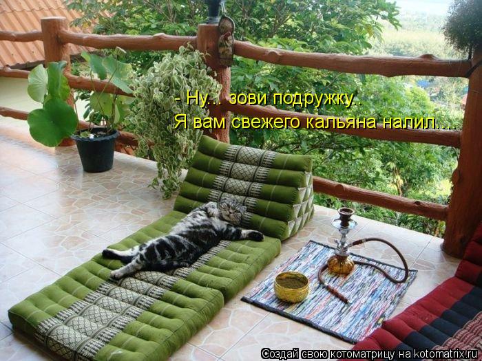 - Ну... зови подружку.. Я вам свежего кальяна налил....... Котоматрица: - Ну... зови подружку.. Я вам свежего кальяна налил....