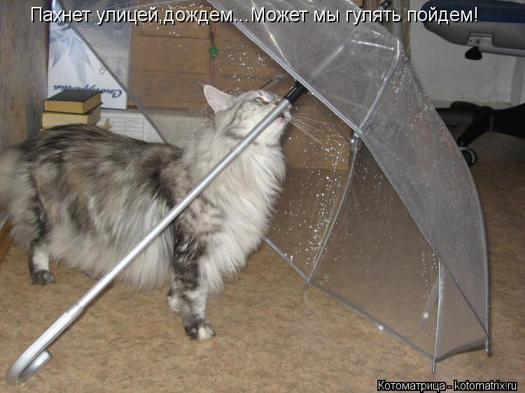 Пахнет улицей,дождем...Может мы гулять пойдем!... Котоматрица: Пахнет улицей,дождем...Может мы гулять пойдем!