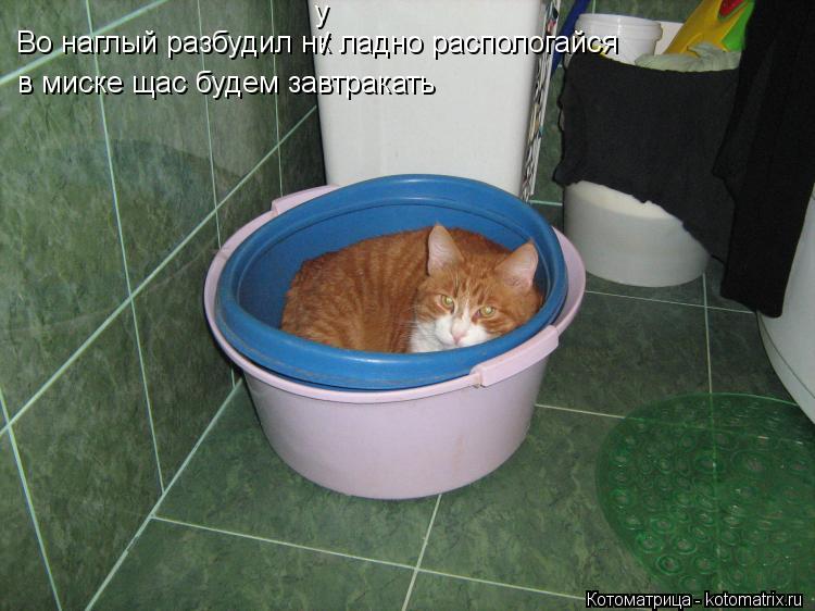 Во наглый разбудил нк ладно распологайся в миске щас будем завтракать / у... Котоматрица: Во наглый разбудил нк ладно распологайся в миске щас будем завтракать / у