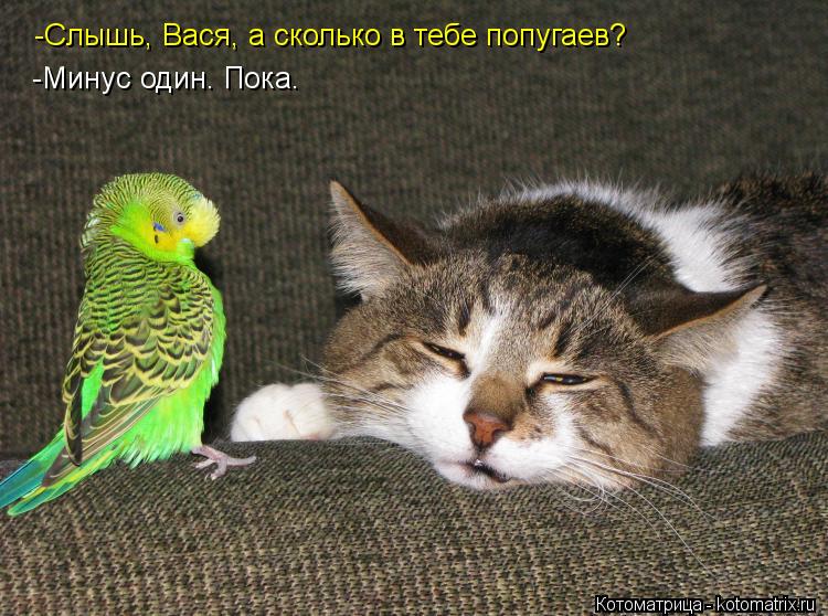 -Слышь, Вася, а сколько в тебе попугаев? -Минус один. Пока.... Котоматрица: -Слышь, Вася, а сколько в тебе попугаев? -Минус один. Пока.