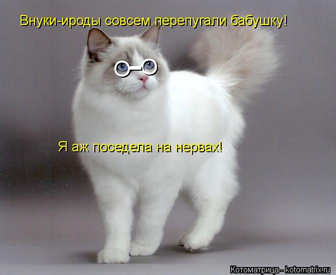 О О - Внуки-ироды совсем перепугали бабушку! Я аж поседела на нервах!... Котоматрица: О О - Внуки-ироды совсем перепугали бабушку! Я аж поседела на нервах!