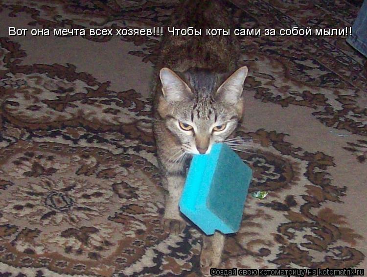 Вот она мечта всех хозяев!!! Чтобы коты сами за собой мыли!!... Котоматрица: Вот она мечта всех хозяев!!! Чтобы коты сами за собой мыли!!